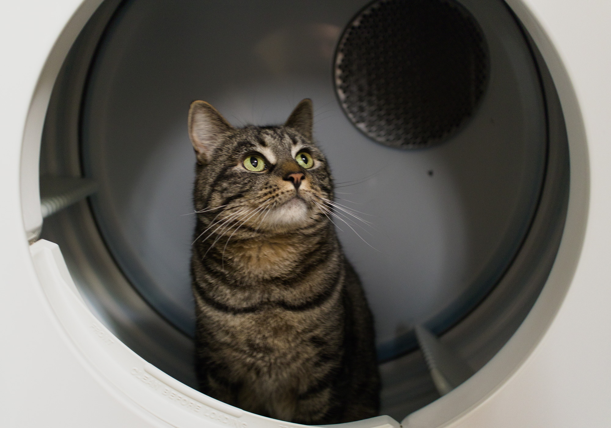 A grey tabby cat sitting in a dryer